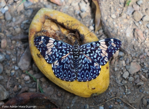 Red Cracker (Hamadryas amphinome)