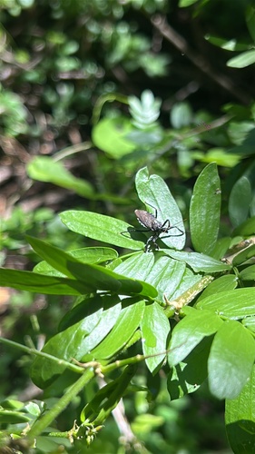 Black Bee Assassin (Apiomerus longispinis)