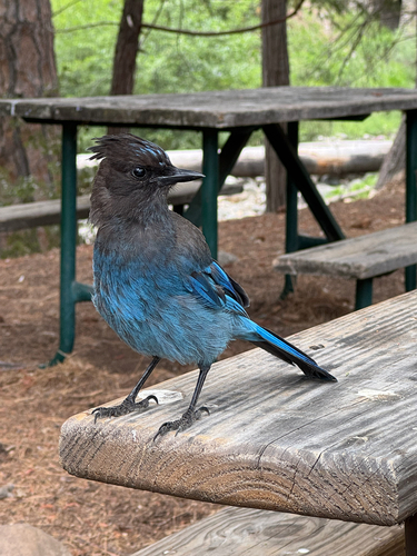 iNaturalist observation photo of Steller's Jay