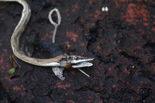Thornscrub Vine Snake (Oxybelis microphthalmus)