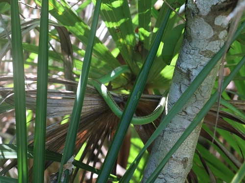 Pacific Coast Parrot Snake (Leptophis diplotropis)