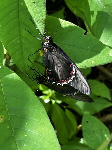 Polydamas Swallowtail (Battus polydamas)