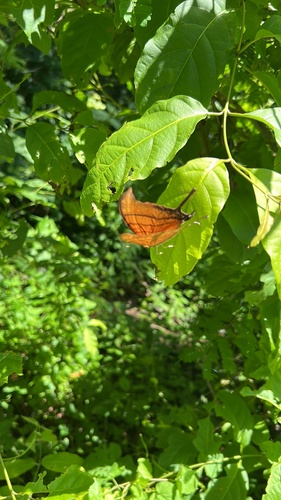 Ruddy Daggerwing (Marpesia petreus)
