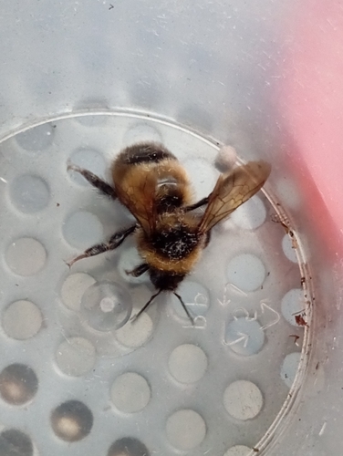 Sporadic Bumble Bee
