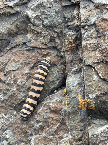 iNaturalist observation photo of Indra Swallowtail