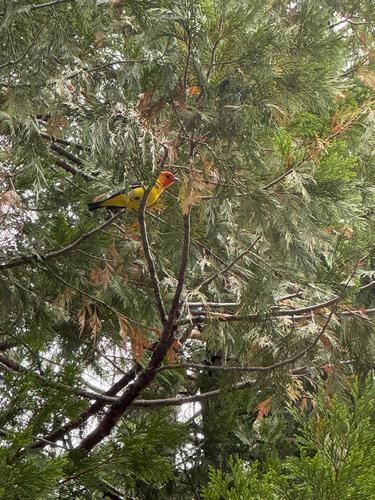 iNaturalist observation photo of Western Tanager