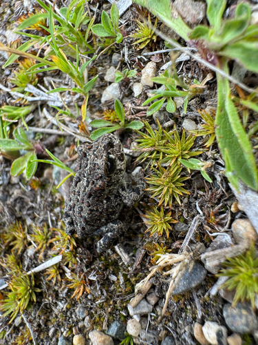 iNaturalist observation photo of Yosemite Toad