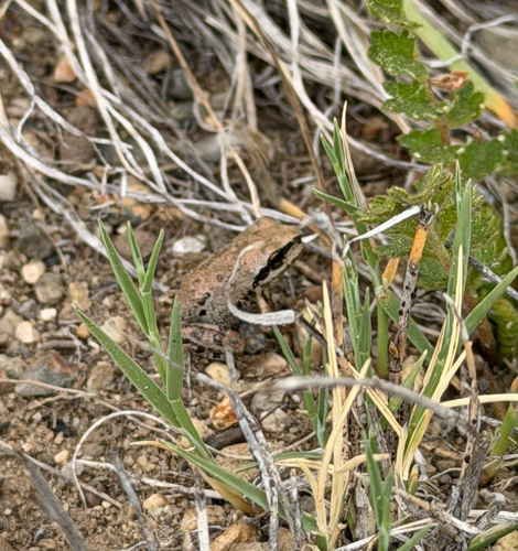 iNaturalist observation photo of Pacific chorus frog