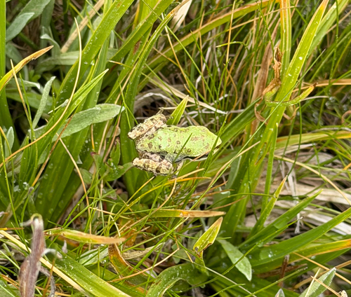 iNaturalist observation photo of Pacific chorus frog