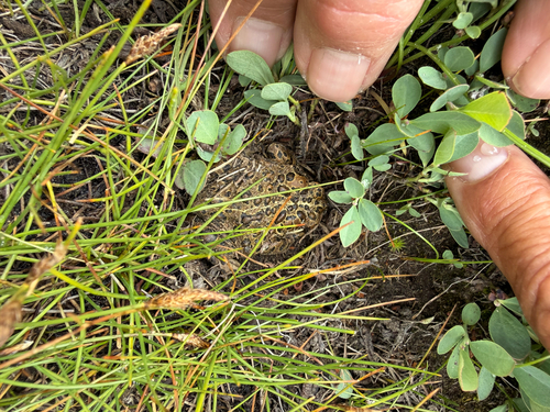 iNaturalist observation photo of Yosemite Toad