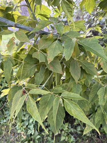 box elder