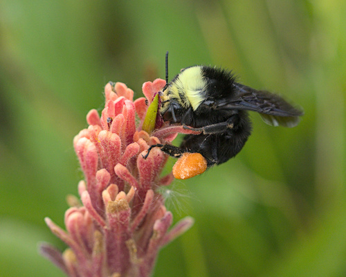 iNaturalist observation photo of Yellow-faced Bumble Bee
