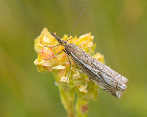 iNaturalist observation photo of Grass-Veneers