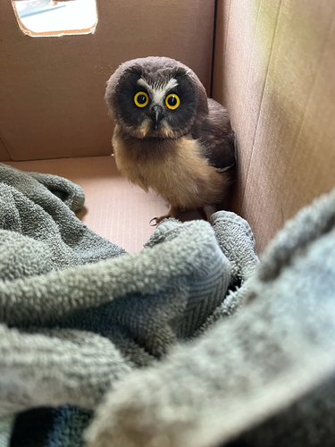 Northern Saw-whet Owl observed by tricia12