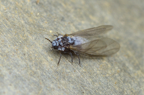 iNaturalist observation photo of Phylloxeroidea
