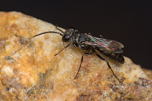 iNaturalist observation photo of Miscophus
