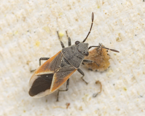 iNaturalist observation photo of Melanopleurus