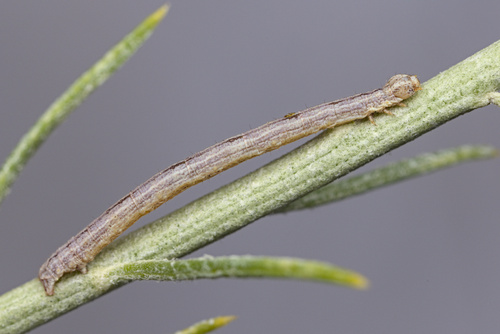 iNaturalist observation photo of Ennominae