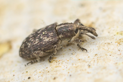 iNaturalist observation photo of True Weevils