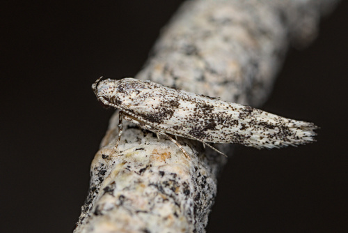 iNaturalist observation photo of Curved-horn Moths