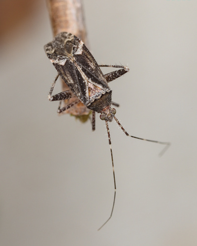 iNaturalist observation photo of Phytocoris