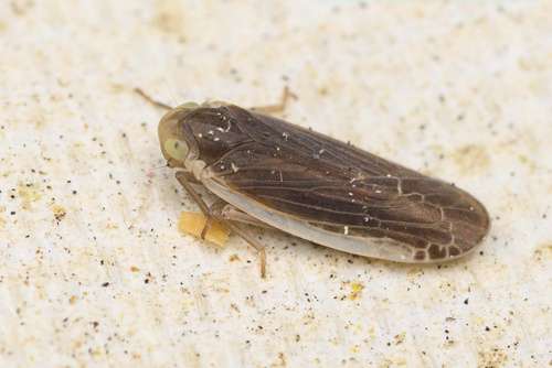 iNaturalist observation photo of Synecdoche necopina