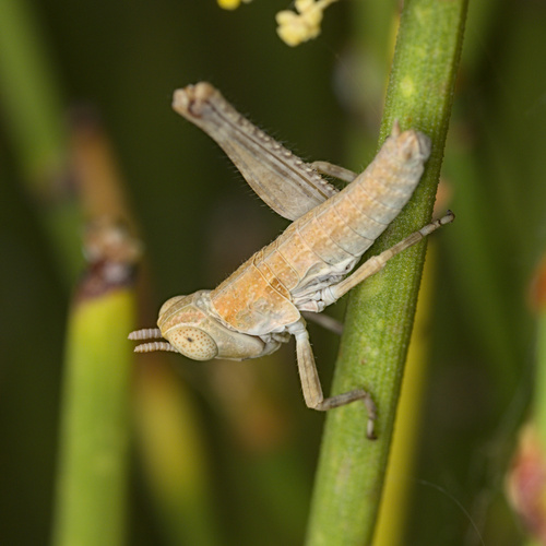 iNaturalist observation photo of Monkey Grasshoppers