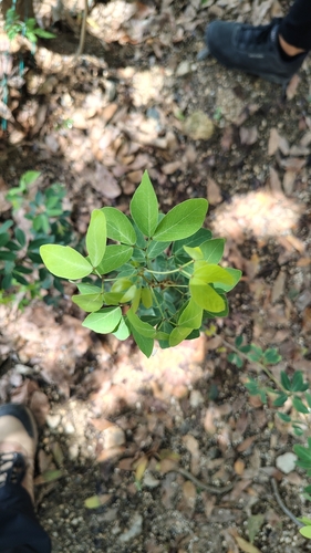 Madras Thorn (Pithecellobium dulce)