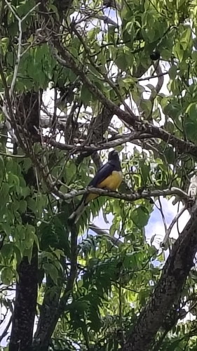 Citreoline Trogon (Trogon citreolus)
