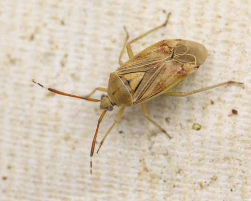 iNaturalist observation photo of Notholopisca californica