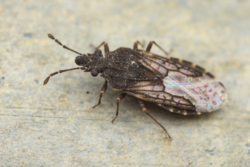 iNaturalist observation photo of Aradus