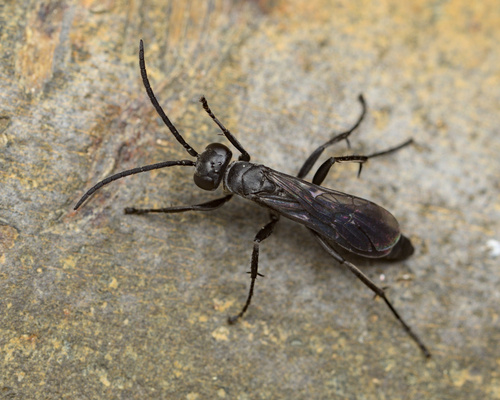 iNaturalist observation photo of Pompilini