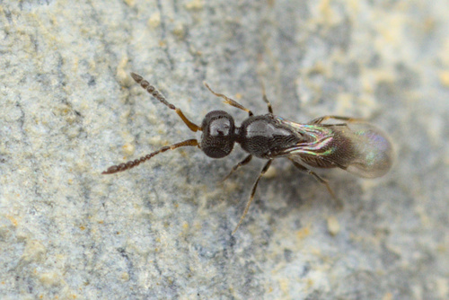 iNaturalist observation photo of Ceraphronoidea