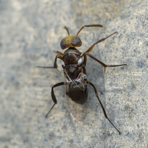 iNaturalist observation photo of Encyrtidae
