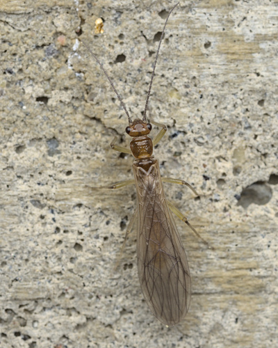 iNaturalist observation photo of Forestflies