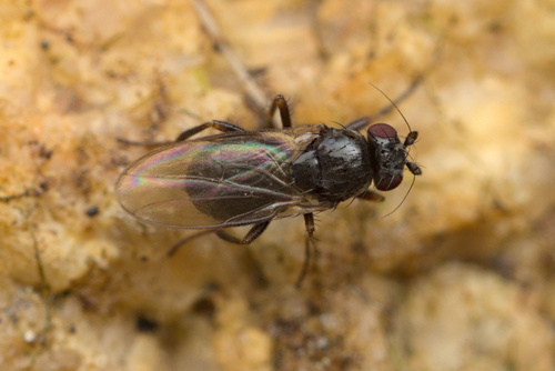 iNaturalist observation photo of Pullimosina