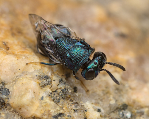 iNaturalist observation photo of Perilampus ute