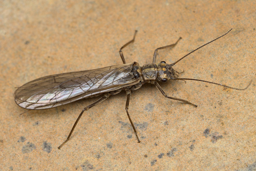 iNaturalist observation photo of Stripetail and Springfly Stoneflies