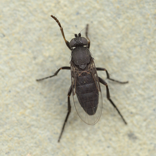 iNaturalist observation photo of Humpbacked Flies