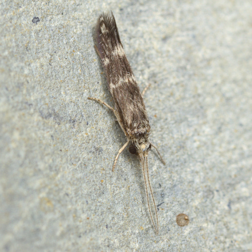 iNaturalist observation photo of Protoptilinae
