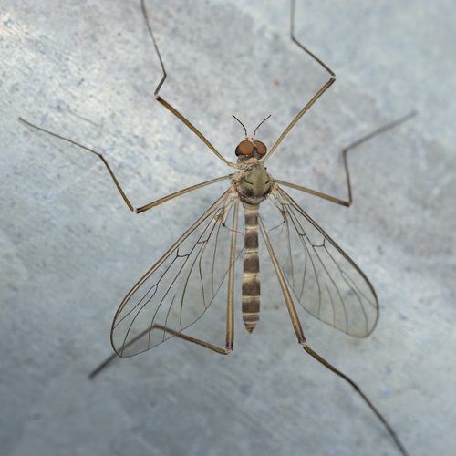 iNaturalist observation photo of Net-winged Midges