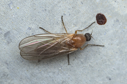 iNaturalist observation photo of Androprosopa