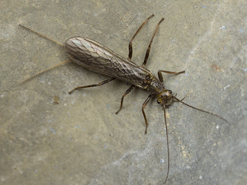 iNaturalist observation photo of Perloidea