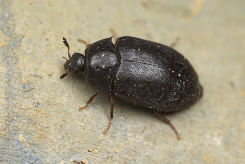 iNaturalist observation photo of Attagenus schaefferi