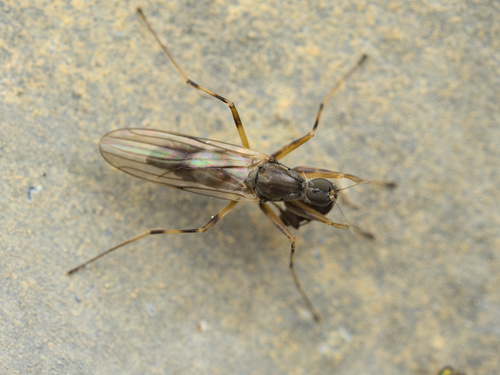 iNaturalist observation photo of Tachypeza
