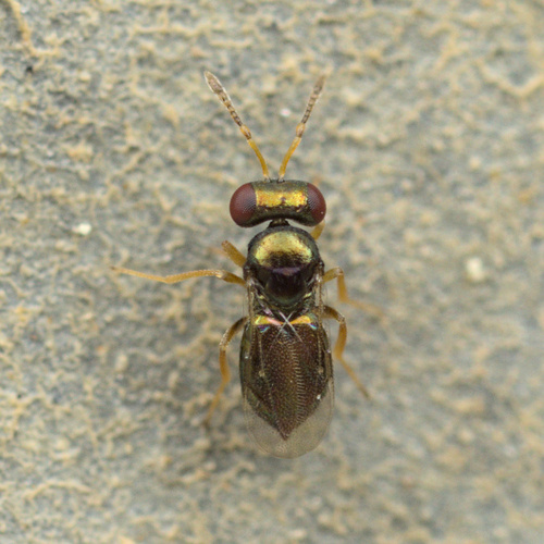 iNaturalist observation photo of Chalcidoid Wasps