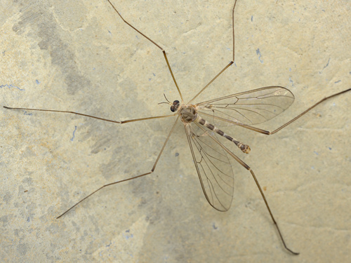 iNaturalist observation photo of Net-winged Midges