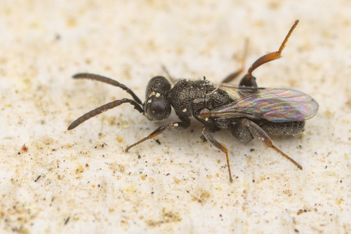 iNaturalist observation photo of Haltichellinae