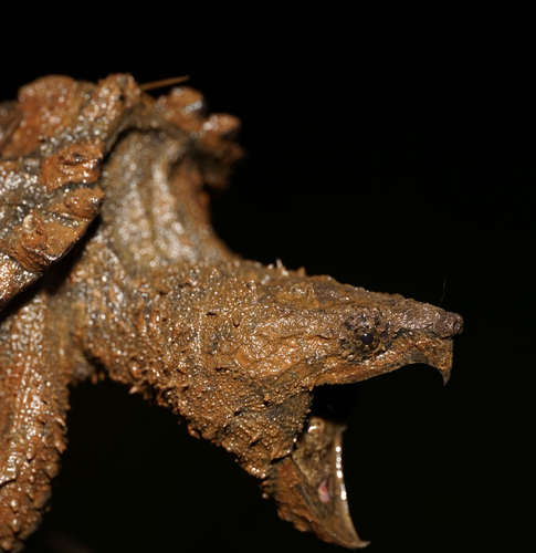 Alligator Snapping Turtle observed by maxnem