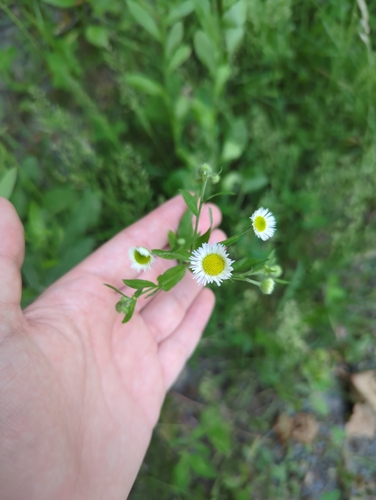 daisy fleabane